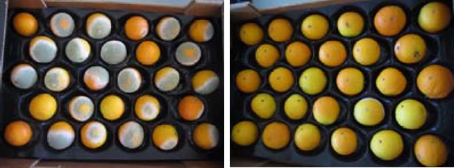 Naranjas sin recubrimiento biocida basado en zeolitas con plata (izquierda) y con recubrimiento (derecha)