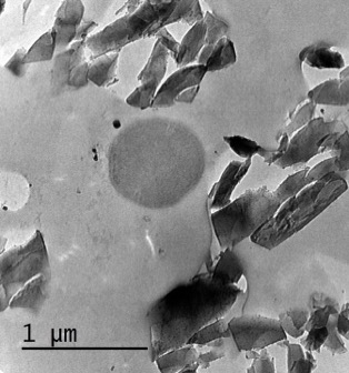 Bacteria muerta rodeada de cristales de zeolita con Ag incorporada