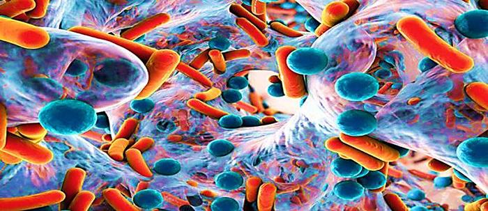 bacterias en el organismo humano
