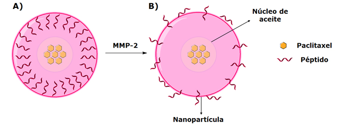 Figura 2. Estructura de las nanopartículas multicapa con núcleo de aceite. A) En ausencia de las enzimas MMP-2. B) En presencia de las enzimas MMP-2.