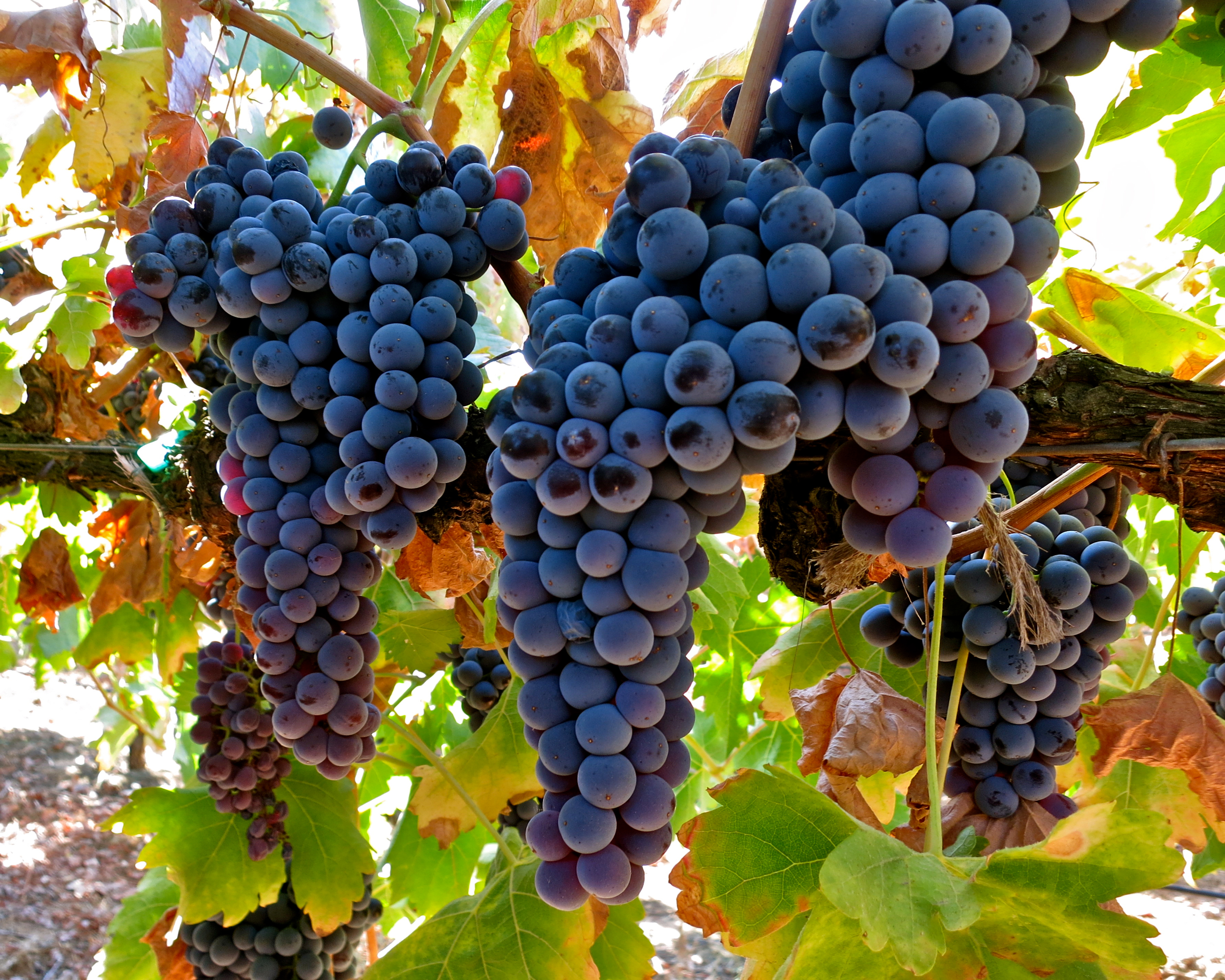 Uva tempranillo