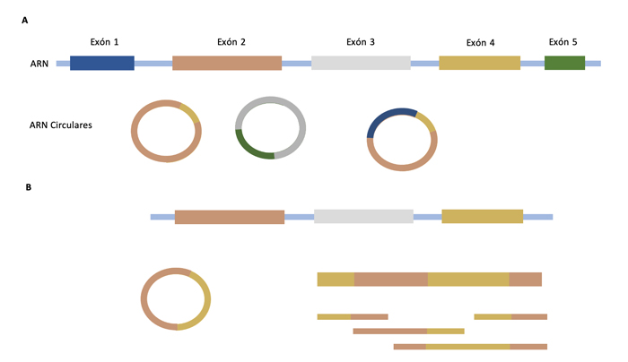 Esquema de formación e identificación de ARN circular