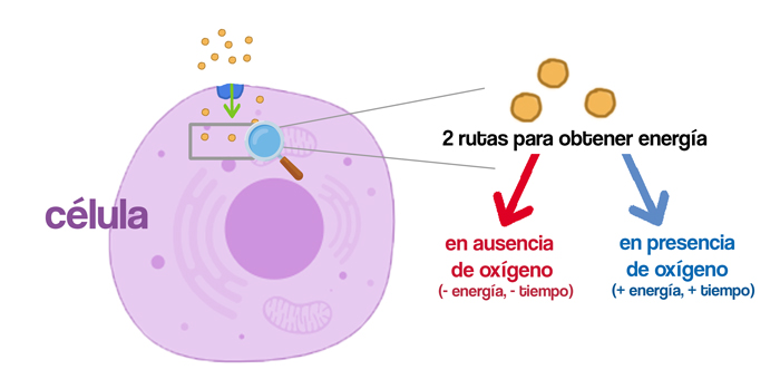 Diferentes rutas para obtener energía a partir de la glucosa