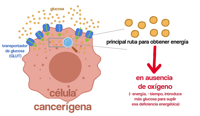 Estrategias de las células tumorales para obtener energía de forma rápida a partir de la glucosa