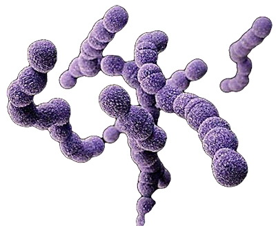 Moléculas de Estreptococo del Grupo B (GBS)